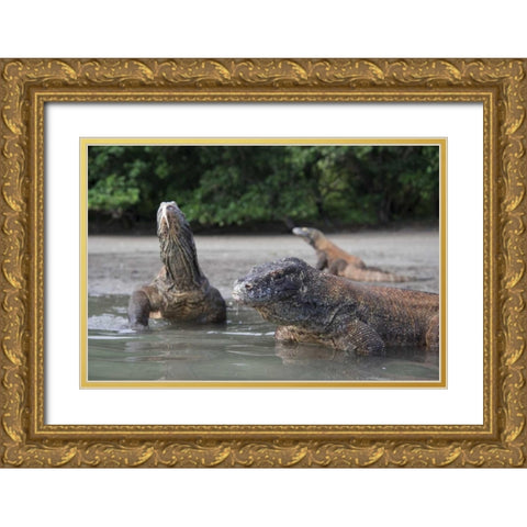Indonesia, Rinca Island, Komodo NP Komodo dragon Gold Ornate Wood Framed Art Print with Double Matting by Shimlock, Jones