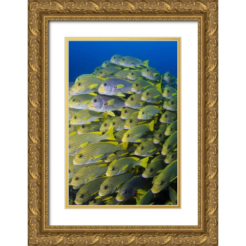 Indonesia, Papua, Raja Ampat Sweetlips fish Gold Ornate Wood Framed Art Print with Double Matting by Shimlock, Jones