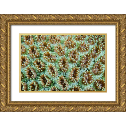 Indonesia, Komodo NP Close-up of anemones Gold Ornate Wood Framed Art Print with Double Matting by Shimlock, Jones
