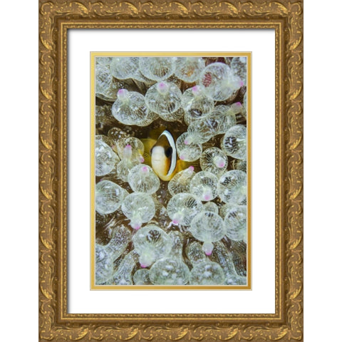 Indonesia, Anemonefish seeks protection Gold Ornate Wood Framed Art Print with Double Matting by Shimlock, Jones