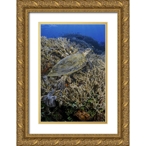 Indonesia, Komodo NP Turtle swims over coral Gold Ornate Wood Framed Art Print with Double Matting by Shimlock, Jones