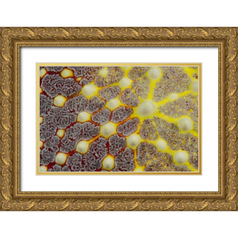 Indonesia, Lembeh Strait Sea star patterns Gold Ornate Wood Framed Art Print with Double Matting by Shimlock, Jones