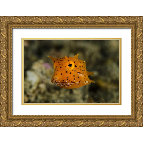 Indonesia, Lembeh Strait Of juvenile cowfish Gold Ornate Wood Framed Art Print with Double Matting by Shimlock, Jones
