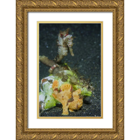 Indonesia Camouflaged frogfish and sea horse Gold Ornate Wood Framed Art Print with Double Matting by Shimlock, Jones