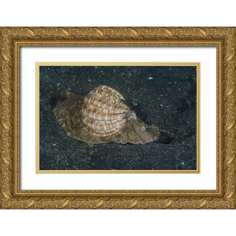 Indonesia, Lembeh Strait Mollusk on sea floor Gold Ornate Wood Framed Art Print with Double Matting by Shimlock, Jones
