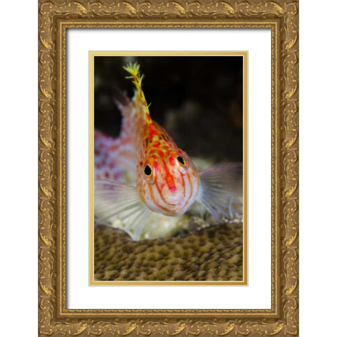 Indonesia, Papua, Cenderawasih Bay Hawkfish Gold Ornate Wood Framed Art Print with Double Matting by Shimlock, Jones