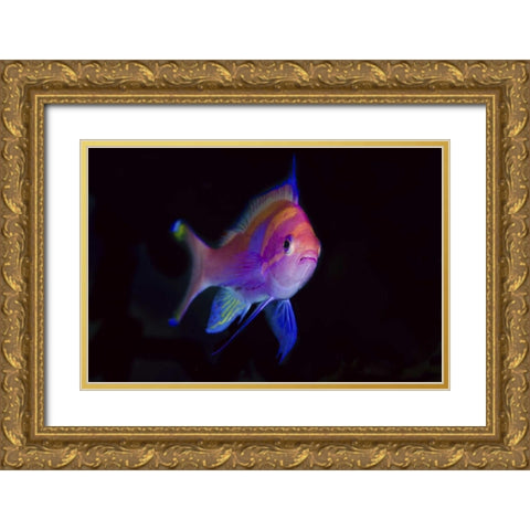 Indonesia, Papua, Cenderawasih Bay Anthia Gold Ornate Wood Framed Art Print with Double Matting by Shimlock, Jones