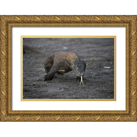 Indonesia, Rinca Island, Komodo NP Komodo dragon Gold Ornate Wood Framed Art Print with Double Matting by Shimlock, Jones