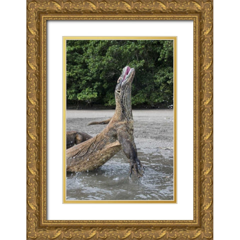 Indonesia, Rinca Island, Komodo NP Komodo dragon Gold Ornate Wood Framed Art Print with Double Matting by Shimlock, Jones
