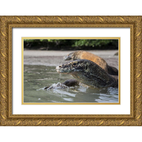 Indonesia, Rinca Island, Komodo NP Komodo dragon Gold Ornate Wood Framed Art Print with Double Matting by Shimlock, Jones