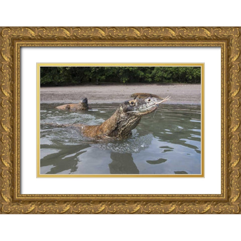 Indonesia, Rinca Island, Komodo NP Komodo dragon Gold Ornate Wood Framed Art Print with Double Matting by Shimlock, Jones