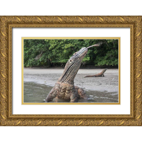Indonesia, Rinca Island, Komodo NP Komodo dragon Gold Ornate Wood Framed Art Print with Double Matting by Shimlock, Jones