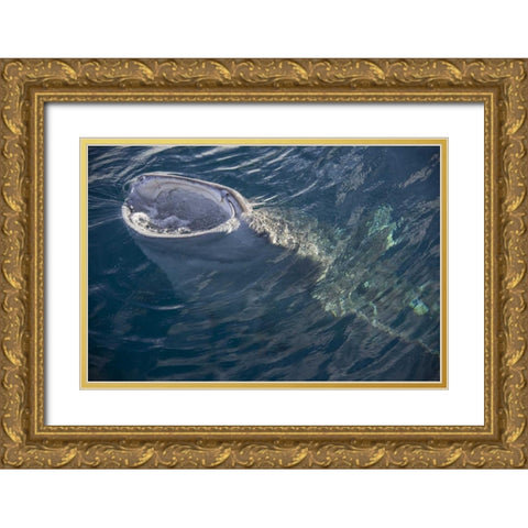 Indonesia, Papua, Cenderawasih Bay Whale shark Gold Ornate Wood Framed Art Print with Double Matting by Shimlock, Jones
