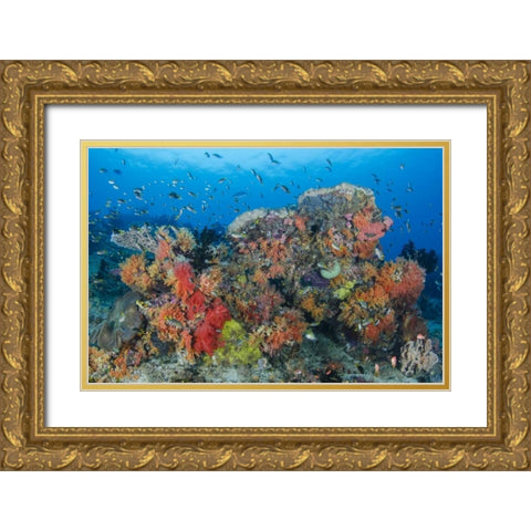 Indonesia, Papua, Raja Ampat Fish around coral Gold Ornate Wood Framed Art Print with Double Matting by Shimlock, Jones