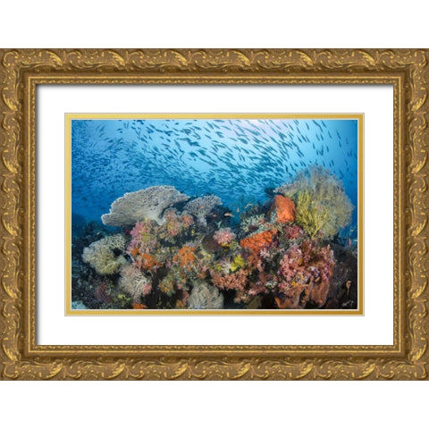 Indonesia, Papua, Raja Ampat Fish around coral Gold Ornate Wood Framed Art Print with Double Matting by Shimlock, Jones