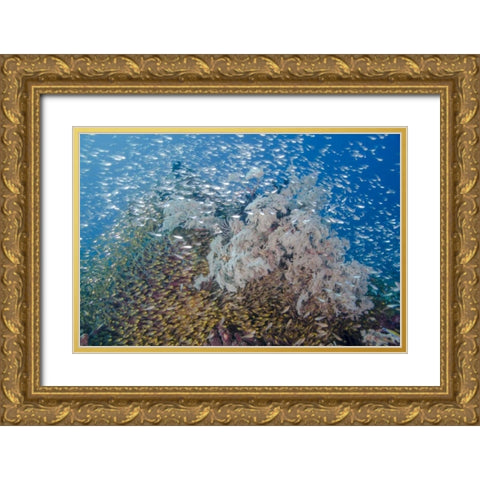 Indonesia, Komodo NP Fish schooling over a reef Gold Ornate Wood Framed Art Print with Double Matting by Shimlock, Jones