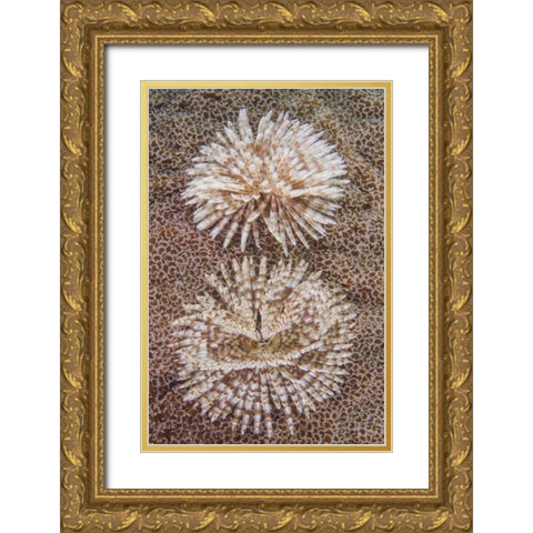 Indonesia, Komodo NP Close-up of tube worms Gold Ornate Wood Framed Art Print with Double Matting by Shimlock, Jones
