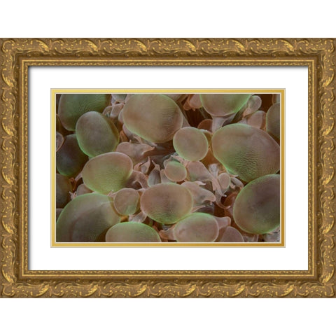 Indonesia, Komodo NP Close-up of hard coral Gold Ornate Wood Framed Art Print with Double Matting by Shimlock, Jones