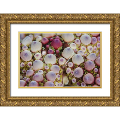 Indonesia, Lembeh Strait Shrimp over sea star Gold Ornate Wood Framed Art Print with Double Matting by Shimlock, Jones