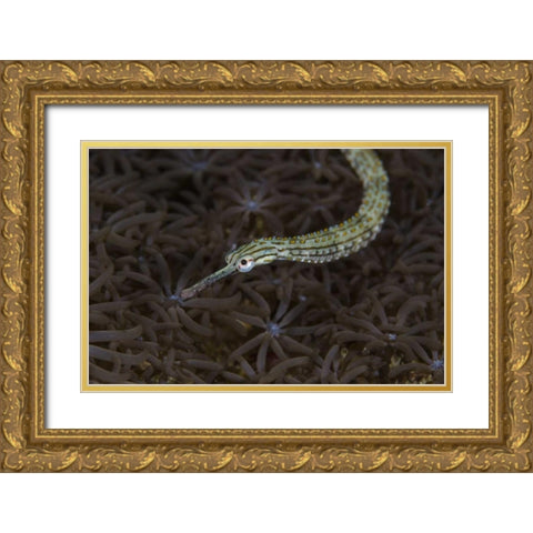 Indonesia, Sulawesi, Pipefish swimming over coral Gold Ornate Wood Framed Art Print with Double Matting by Shimlock, Jones