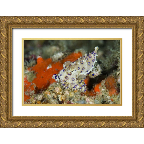 Indonesia, Papua, Raja Ampat Blue-ringed octopus Gold Ornate Wood Framed Art Print with Double Matting by Shimlock, Jones