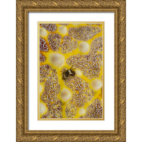 Indonesia, Lembeh Strait Crab on sea star Gold Ornate Wood Framed Art Print with Double Matting by Shimlock, Jones