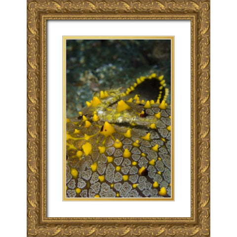 Indonesia, Lembeh Strait Pipefish on sea star Gold Ornate Wood Framed Art Print with Double Matting by Shimlock, Jones