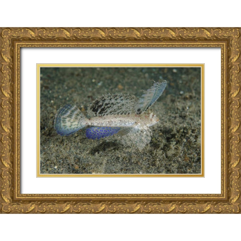 Indonesia, Lembeh Strait Dragonet fish Gold Ornate Wood Framed Art Print with Double Matting by Shimlock, Jones