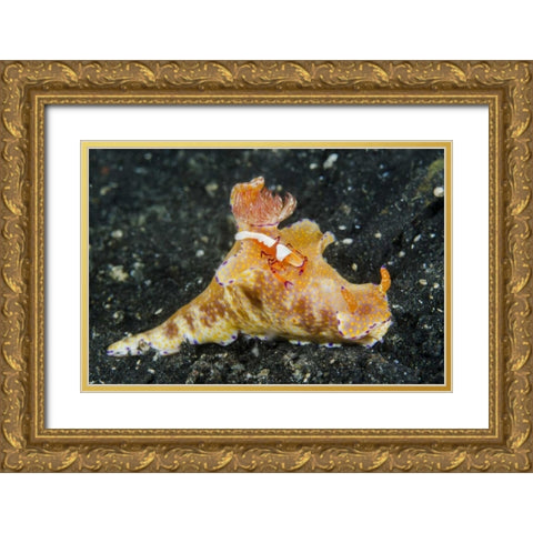 Indonesia, Lembeh Strait Shrimp on nudibranch Gold Ornate Wood Framed Art Print with Double Matting by Shimlock, Jones
