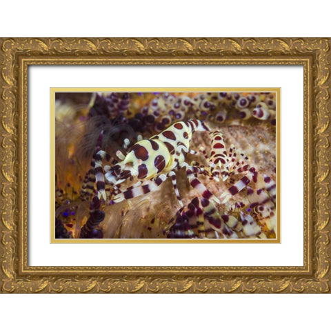 Indonesia, Lembeh Strait Shrimp and sea urchin Gold Ornate Wood Framed Art Print with Double Matting by Shimlock, Jones