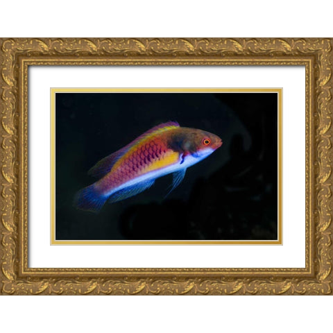 Indonesia, Papua, Cenderawasih Bay Wrasse fish Gold Ornate Wood Framed Art Print with Double Matting by Shimlock, Jones