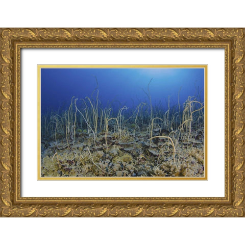 Indonesia, Papua, Cenderawasih Bay Soft coral Gold Ornate Wood Framed Art Print with Double Matting by Shimlock, Jones