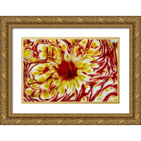 Indonesia, Papua, Cenderawasih Bay Sea cucumber Gold Ornate Wood Framed Art Print with Double Matting by Shimlock, Jones