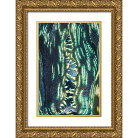 Indonesia, Papua, Cenderawasih Bay Clam shell Gold Ornate Wood Framed Art Print with Double Matting by Shimlock, Jones