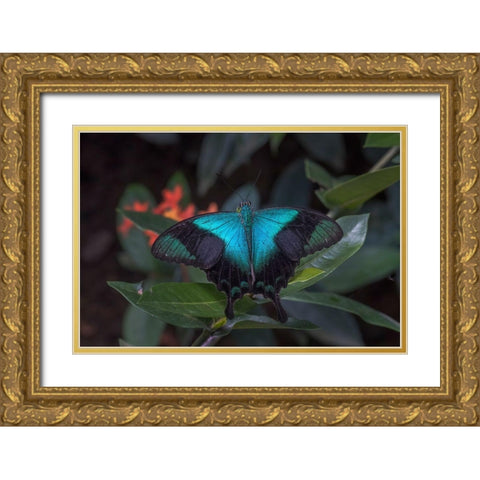 Indonesia-Bali Blue swallowtail butterfly on leaf Gold Ornate Wood Framed Art Print with Double Matting by Jaynes Gallery