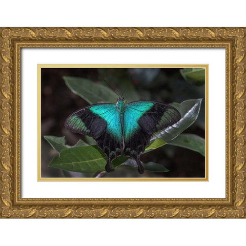 Indonesia-Bali Blue swallowtail butterfly on leaf Gold Ornate Wood Framed Art Print with Double Matting by Jaynes Gallery