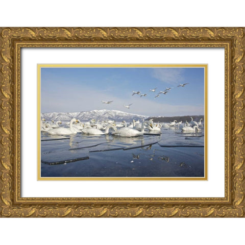 Japan, Hokkaido, Teshikaga Whooper swans rest Gold Ornate Wood Framed Art Print with Double Matting by Anon, Josh