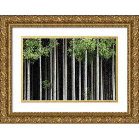Japan, Nara, Soni Plateau Cedar tree grove Gold Ornate Wood Framed Art Print with Double Matting by Flaherty, Dennis