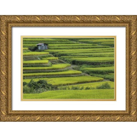 Japan, Nara, Soni Plateau Rice terraces Gold Ornate Wood Framed Art Print with Double Matting by Flaherty, Dennis