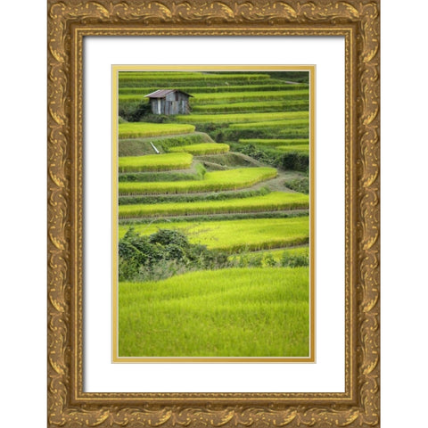 Japan, Nara, Soni Plateau Rice terraces Gold Ornate Wood Framed Art Print with Double Matting by Flaherty, Dennis