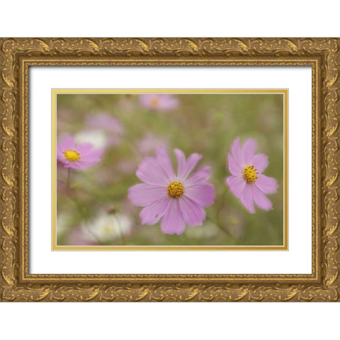 Japan, Nara Prefecture Blooming cosmos flowers Gold Ornate Wood Framed Art Print with Double Matting by Flaherty, Dennis
