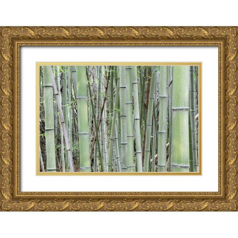 Japan, Nara Provence, Heguri-cho Bamboo grove Gold Ornate Wood Framed Art Print with Double Matting by Flaherty, Dennis