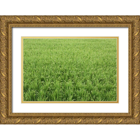 Japan, Nara, Heguri-cho Field of growing rice Gold Ornate Wood Framed Art Print with Double Matting by Flaherty, Dennis