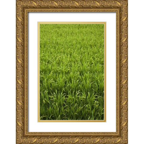 Japan, Nara, Heguri-cho Field of growing rice Gold Ornate Wood Framed Art Print with Double Matting by Flaherty, Dennis