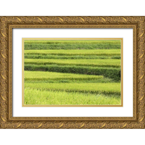 Asia, Japan Rice terraces in Nara Prefecture Gold Ornate Wood Framed Art Print with Double Matting by Flaherty, Dennis