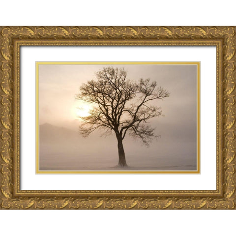 Japan-Hokkaido-Lake Kussharo A tree stands silhouetted by the rising sun  Gold Ornate Wood Framed Art Print with Double Matting by Goff, Ellen