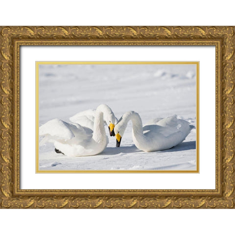 Japan-Hokkaido Two whooper swans celebrate loudly after landing Gold Ornate Wood Framed Art Print with Double Matting by Goff, Ellen