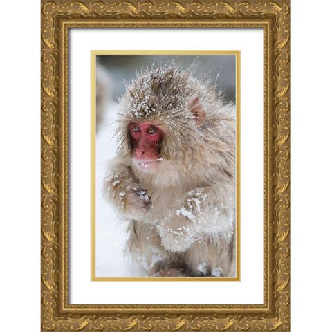 Japan-Nagano  Gold Ornate Wood Framed Art Print with Double Matting by Goff, Ellen