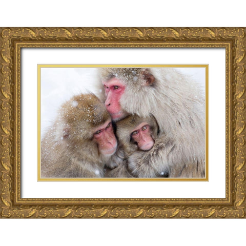 Japan-Nagano  Gold Ornate Wood Framed Art Print with Double Matting by Goff, Ellen