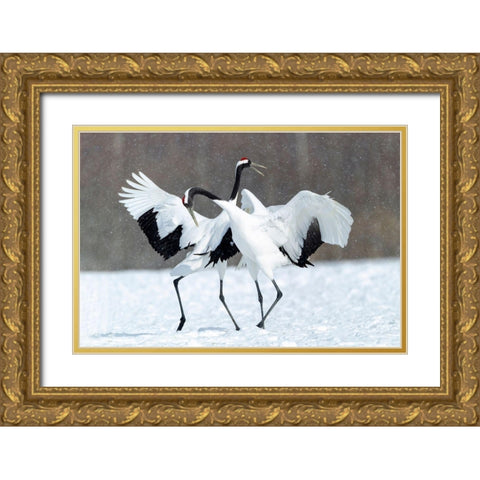 Japan-Hokkaido-Kushiro Two red-crowned cranes dance together in the lightly falling snow Gold Ornate Wood Framed Art Print with Double Matting by Goff, Ellen